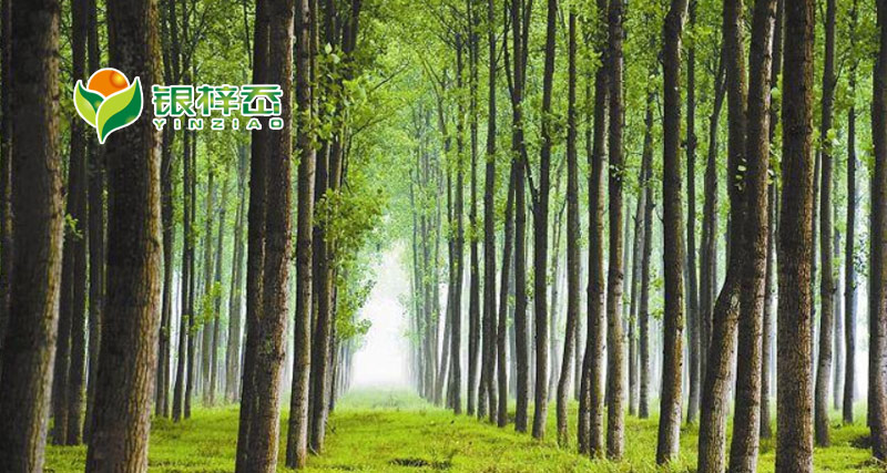 福建省银梓岙生态林业发展有限公司